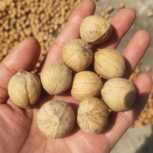 绩溪县小山核桃，半成品，干子，欢迎老板看货