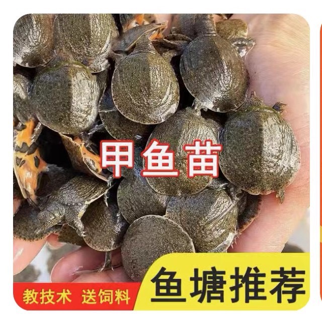 南丰外塘冷水鲜活10克甲鱼苗鱼塘水库优选每只品质保证包邮活到