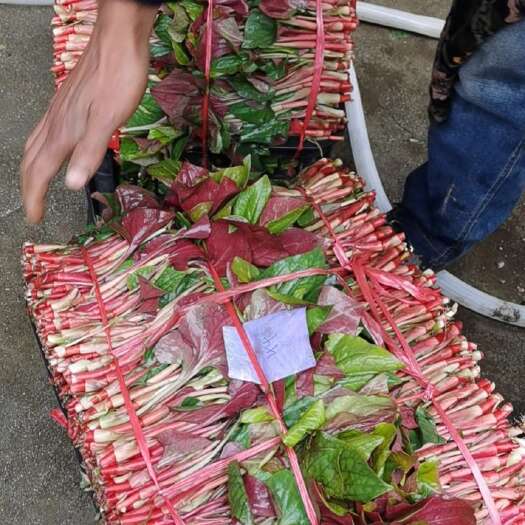 广汉市鱼腥草