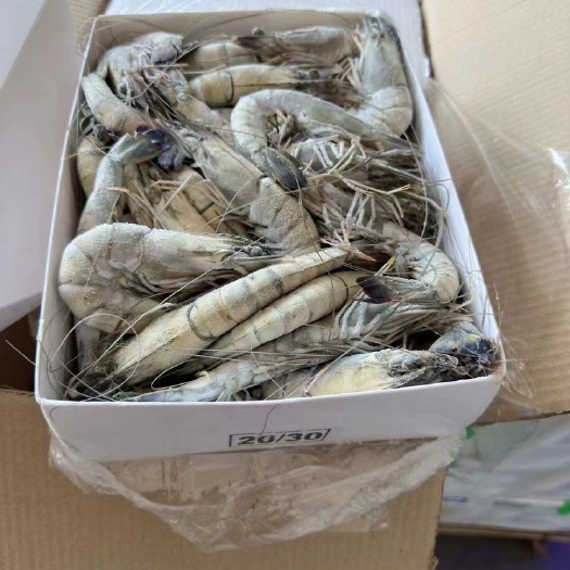 2030/2125大板黑虎虾，批发一件代发