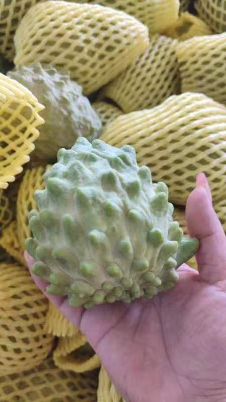 文昌市凤梨释迦果