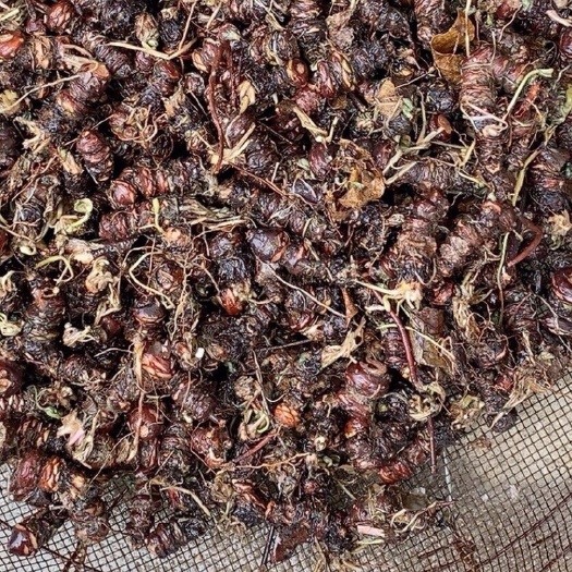 沭阳县红花酢浆草种球