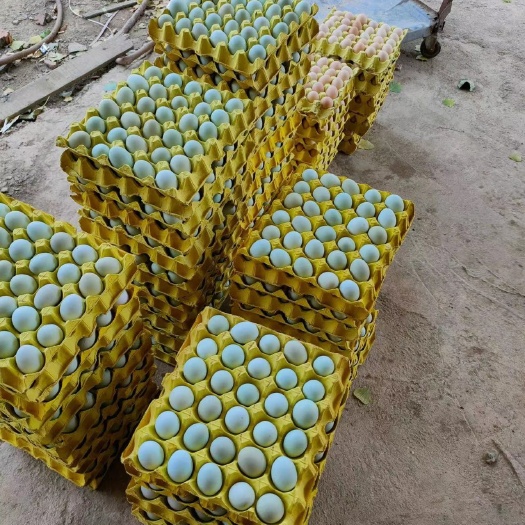 原阳县精品绿壳，量大从优