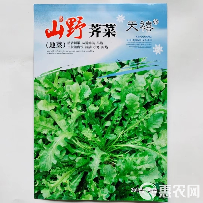 荠菜种子早熟耐寒性强适应性广野生荠菜种子