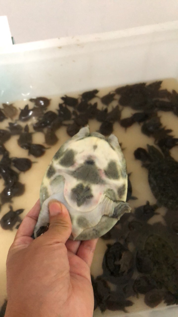 南丰外塘冷水鲜活10克甲鱼苗鱼塘水库优选每只品质保证包邮活到