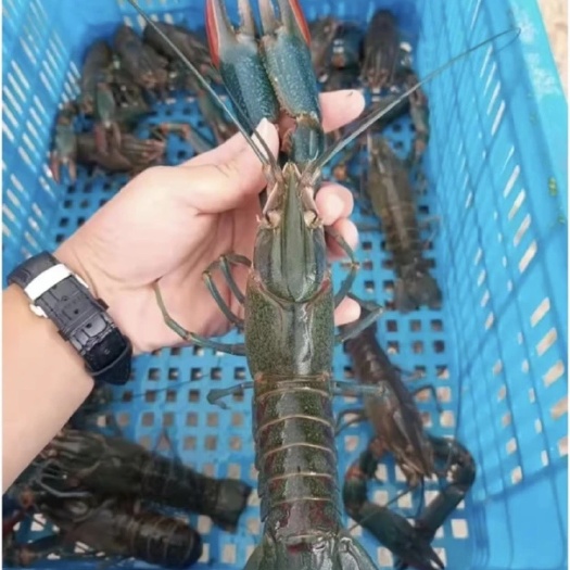 平南县淡水澳洲龙虾，淡水蓝龙虾￼