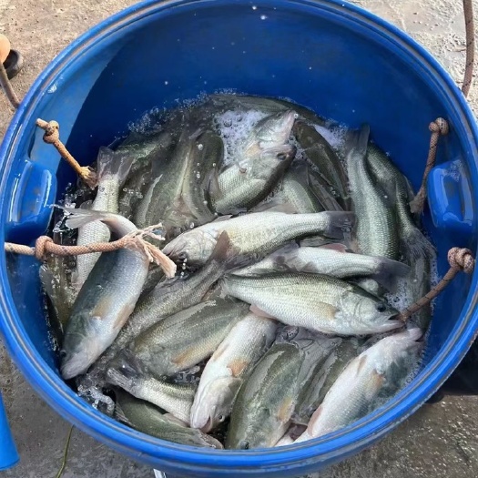洪雅县淡水鲈鱼、条形优秀、优质鲈鱼。