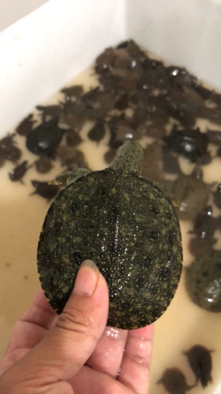 南丰外塘冷水鲜活10克甲鱼苗鱼塘水库优选每只品质保证包邮活到