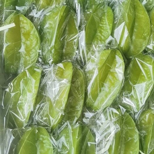 廉江市香蜜杨桃 ，，大量供应色泽鲜艳，口感脆甜，水分充足，清甜解渴