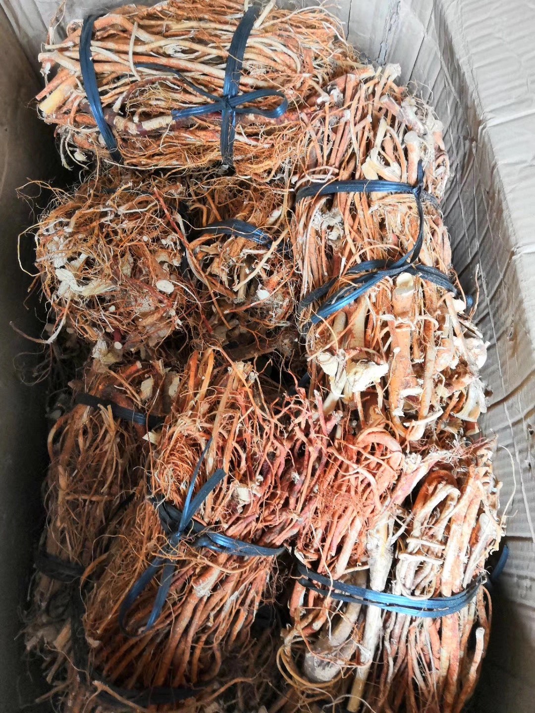 南昆山五指毛桃