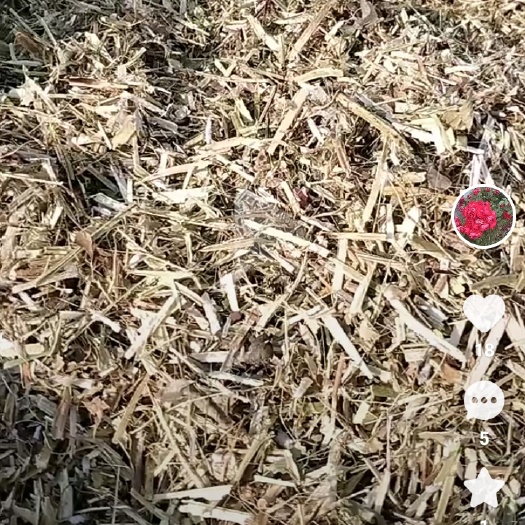 邹城市花生秧草料