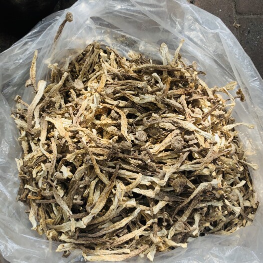 新余鹿茸菇