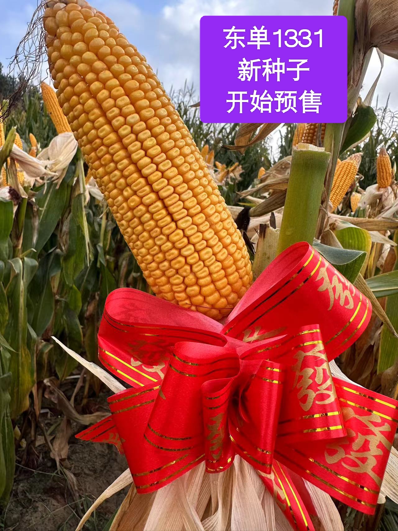 葫芦岛预售2024新种子东单1331，精选大粒多紫多抗，五国审。