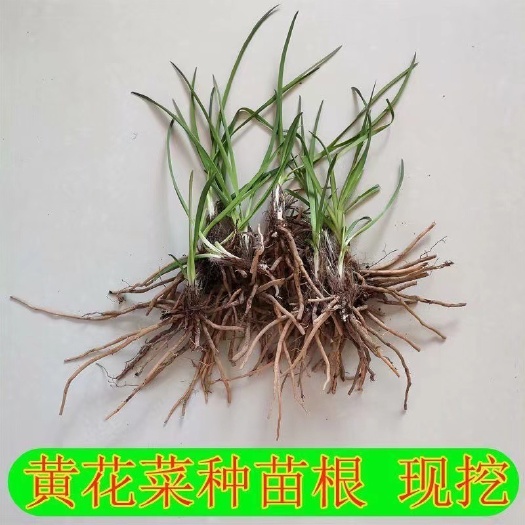 黄花菜苗金针菜苗忘优草苗籽蔬菜药材种子种苗高产大田种植