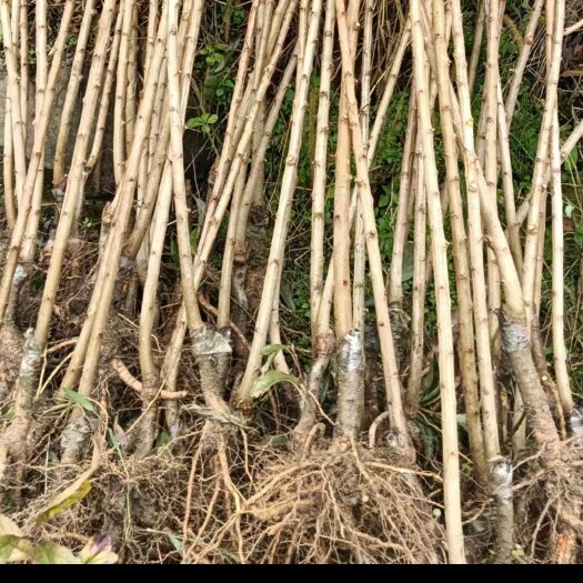 镇宁县蜂糖李树苗贵州六马原产地蜂糖李苗嫁接苗基地批发李子树苗