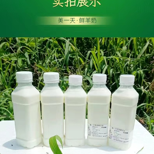 巴氏杀菌现挤新鲜羊奶生态牧场直发孕妇儿童老人鲜奶