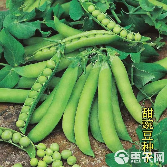 食荚菜豌豆种子