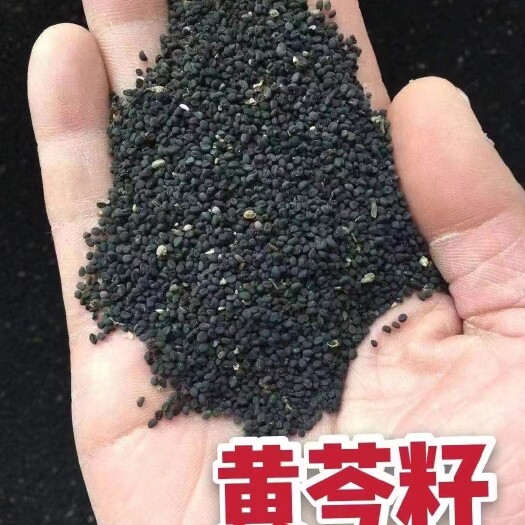 陇西县黄芩种子