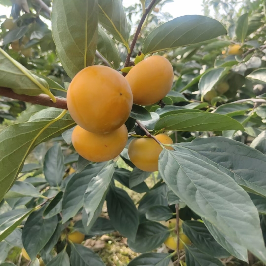 大荔县陕西火葫芦柿子批发，火葫芦柿子价格