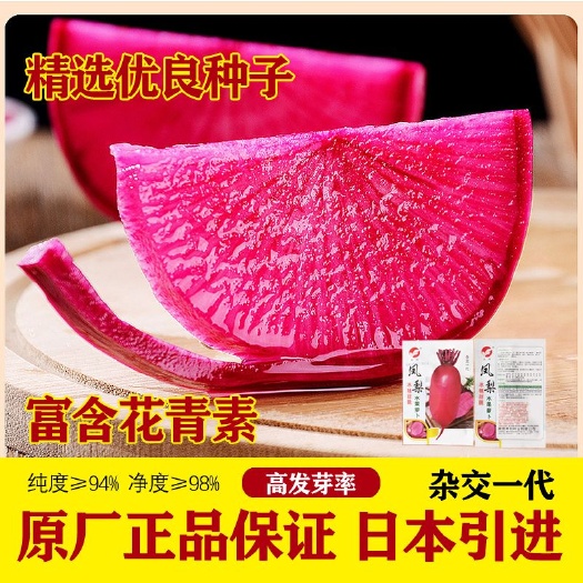 沭阳县正品凤梨红心水果萝卜种子红紫皮红心冰糖甜脆种子春秋播紫红