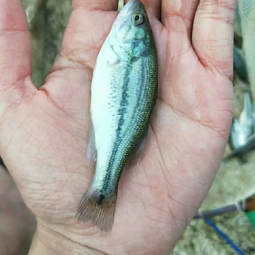 南江县鲈鱼苗