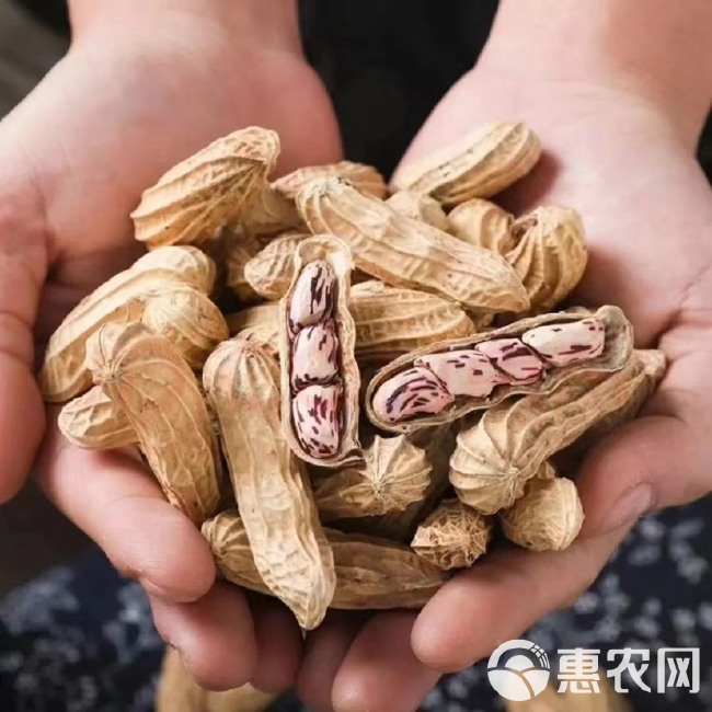 云南七彩花生花生米带壳脱壳去壳花生米