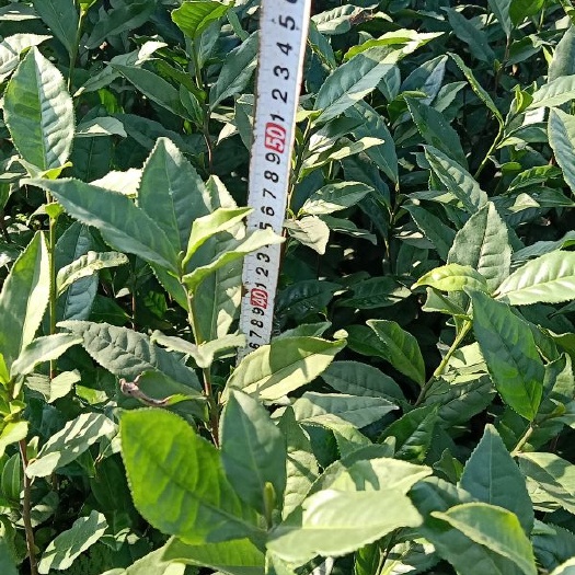 雅安福鼎大白茶杯苗