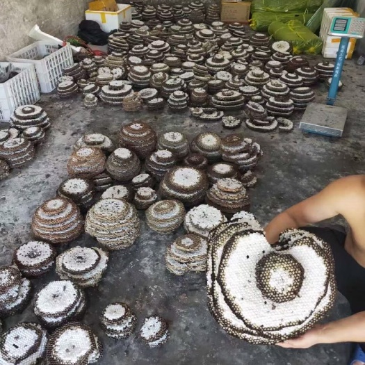 营山县马蜂，蜂蛹，鲜蜂，冻蜂，