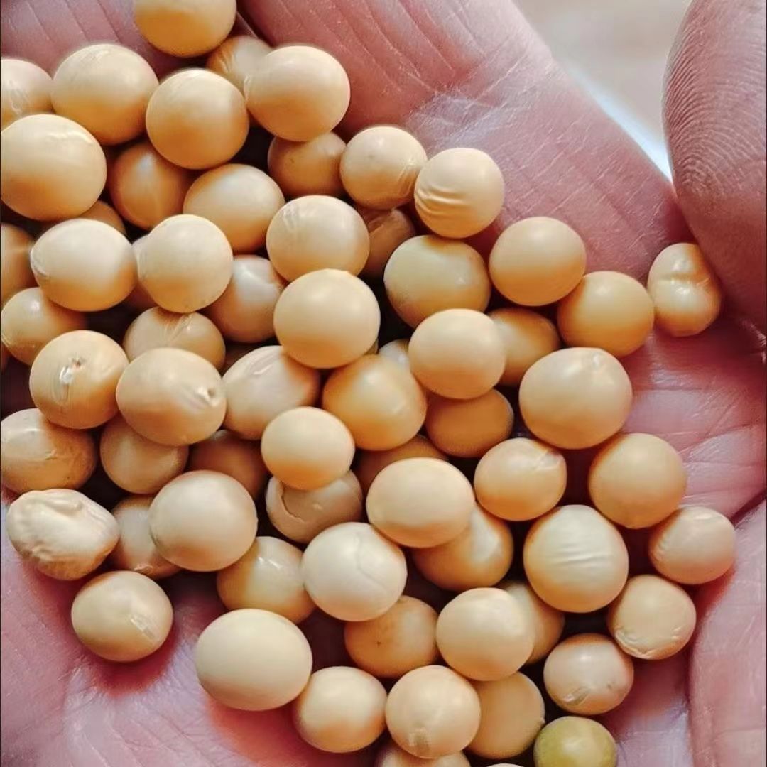 【黄豆批发】东北黄10斤豆农家自产粗粮杂粮黄豆批发