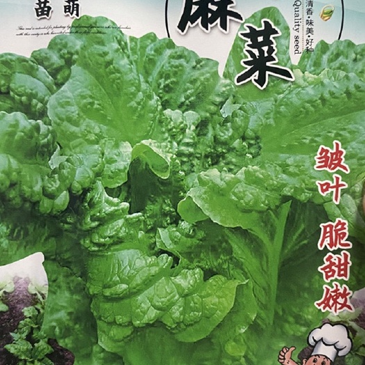 祁东县菊苣种子真好吃窝麻菜阳台盆栽种植蔬菜种子高产易种植