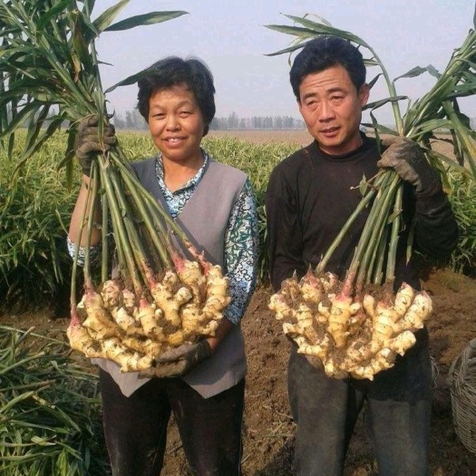 沂水县生姜 鲜姜 大黄姜 红芽鲜姜产地直销，一手货源 大量上市