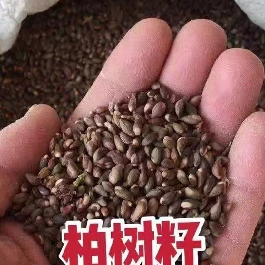 陇西县柏树种子