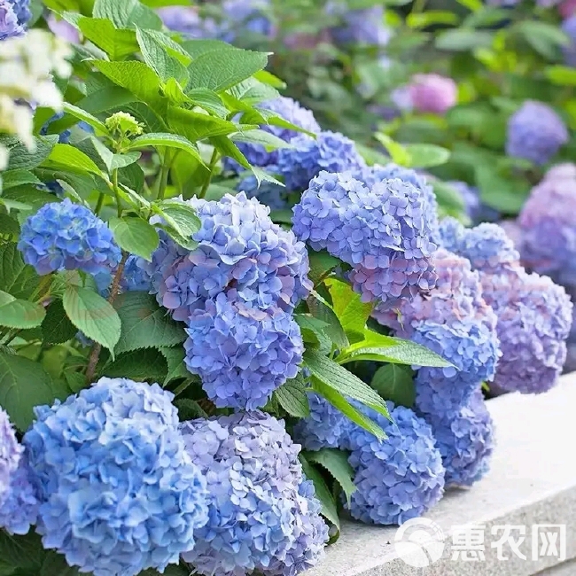 绣球苗（八仙花）