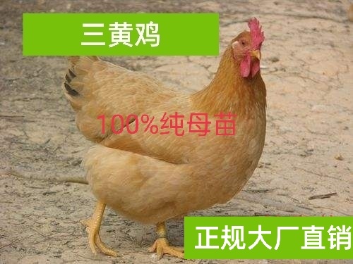 广州三黄鸡苗三黄鸡胡须鸡红毛蛋鸡产蛋母散养土鸡走地鸡