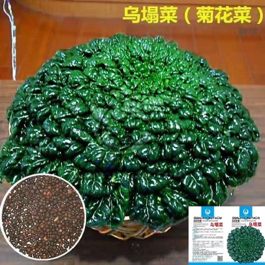 邵东市乌塌菜种子高钙保健蔬菜养心菊花菜种子春秋四季播农家易种蔬菜种
