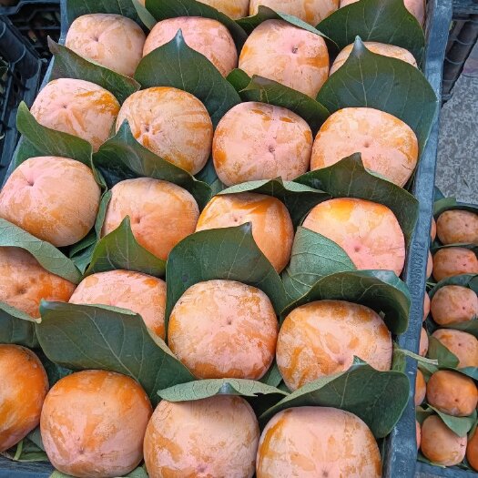 顺平县甜心柿