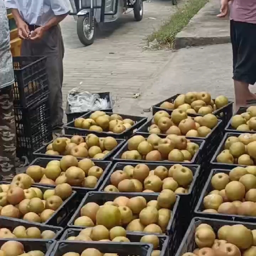 东海县晚秋黄梨