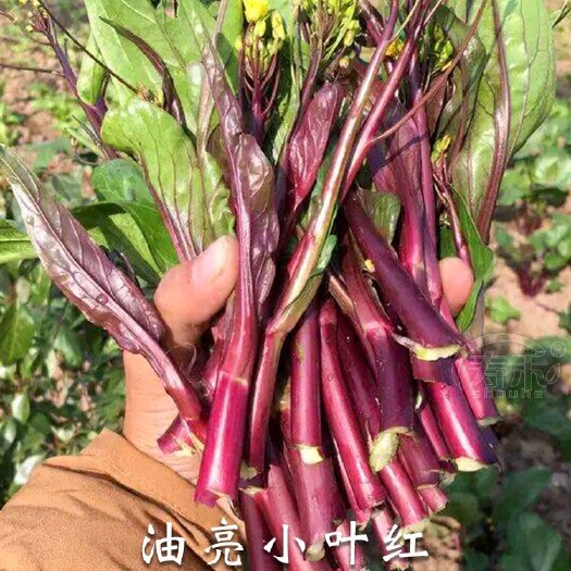 邵东市红菜苔种子红菜心正宗红油菜苔种籽耐寒抗冻阳台盆栽过冬蔬菜种孑