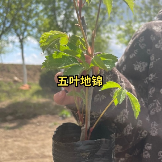 开原市五叶地锦苗 攀援植物 爬山虎小苗 产地直发一手货源 接受预定