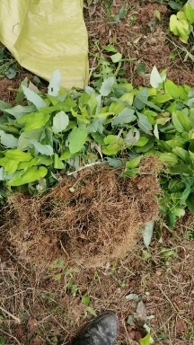 重庆市淫羊藿种苗苗圃批发零售
