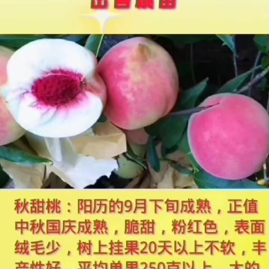 萧县秋甜桃苗
