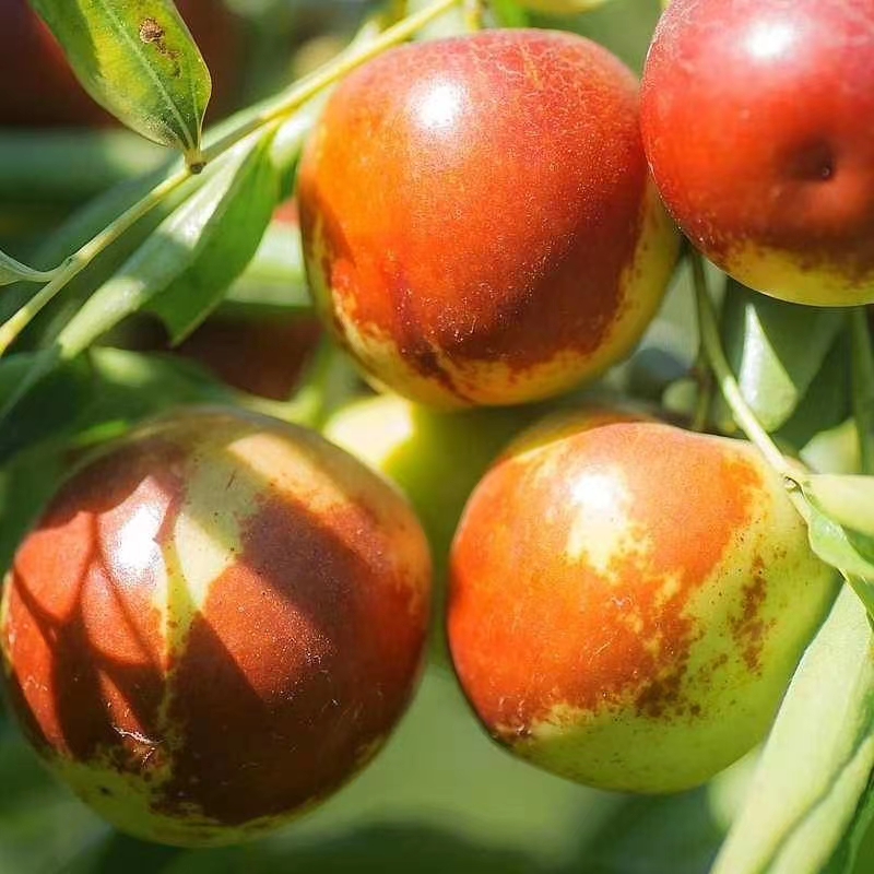 正宗沾化冬枣大果