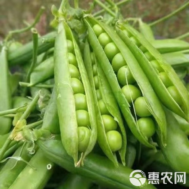 食荚菜豌豆种子