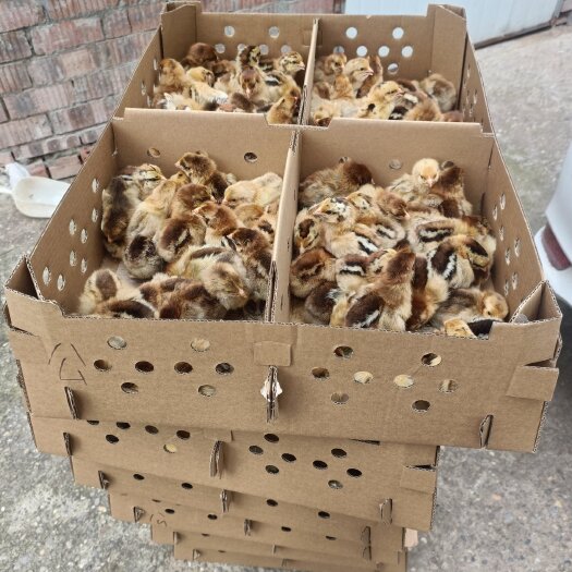 金堂县出售高品质脱温鸡苗，脱温期内已完成所有疫苗，成活率高，好养殖