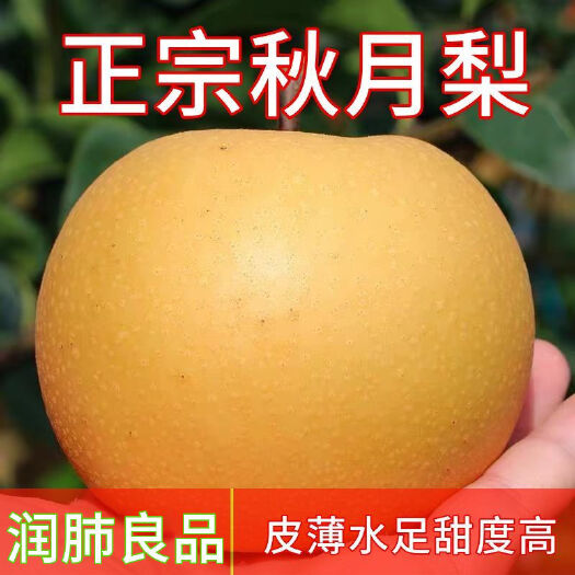 包邮现摘现发山东烟台秋月梨子水果新鲜精品大果皮薄肉厚脆甜多汁