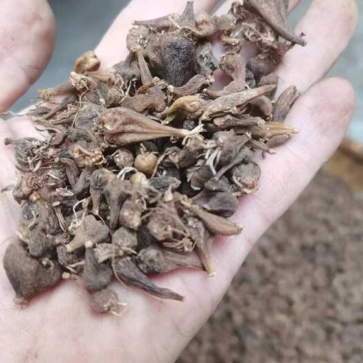 贡山县白芨