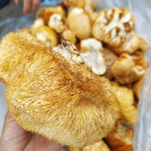 桓仁县猴头菇