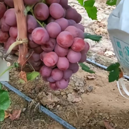 蒲城县精品，葡萄，又红又大，红提葡萄