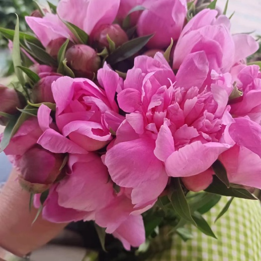 绵阳多层花芍药芽头，基地直供，欢迎实地考察。