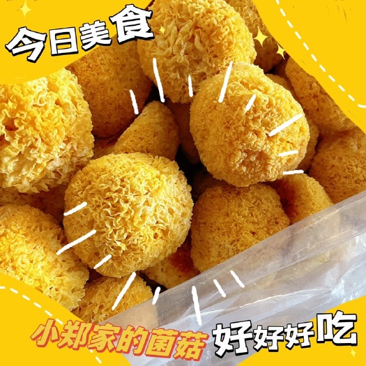 古田县丑耳～又名玉耳
